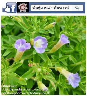 ผักลืมผัว | พันธุ์ดาหลา - เมืองเชียงใหม่ เชียงใหม่