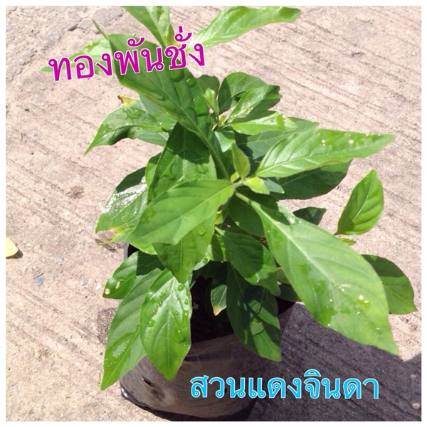 ทองพันชั่ง | สวนแดงจินดา -  เชียงใหม่