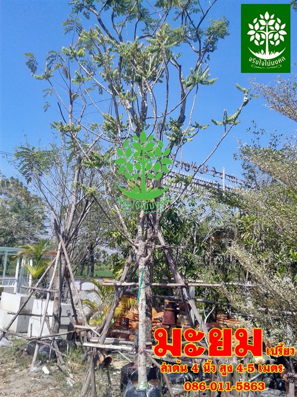 ขายต้นมะยมเปรี้ยวลำต้น4นิ้วสูง4-5 เมตร