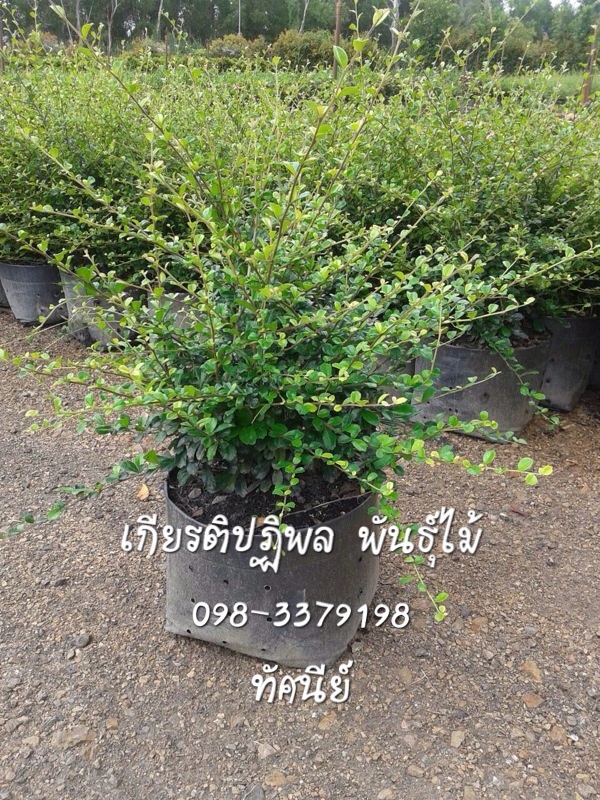 ชาฮกเกี้ยน | เกียรติปฏิพล พันธ์ไม้ - เมืองนครนายก นครนายก