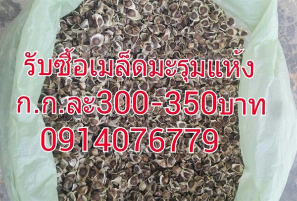 ซื้อมะรุมแห้ง 300-350 จำนวนมาก 0914076779 | สามร้อยยอด - สามร้อยยอด ประจวบคีรีขันธ์