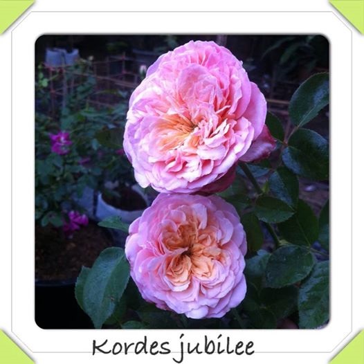 กุหลาบเลื้อยเยอรมัน Kordes Jubilee | กุหลาบ - เมืองเชียงใหม่ เชียงใหม่