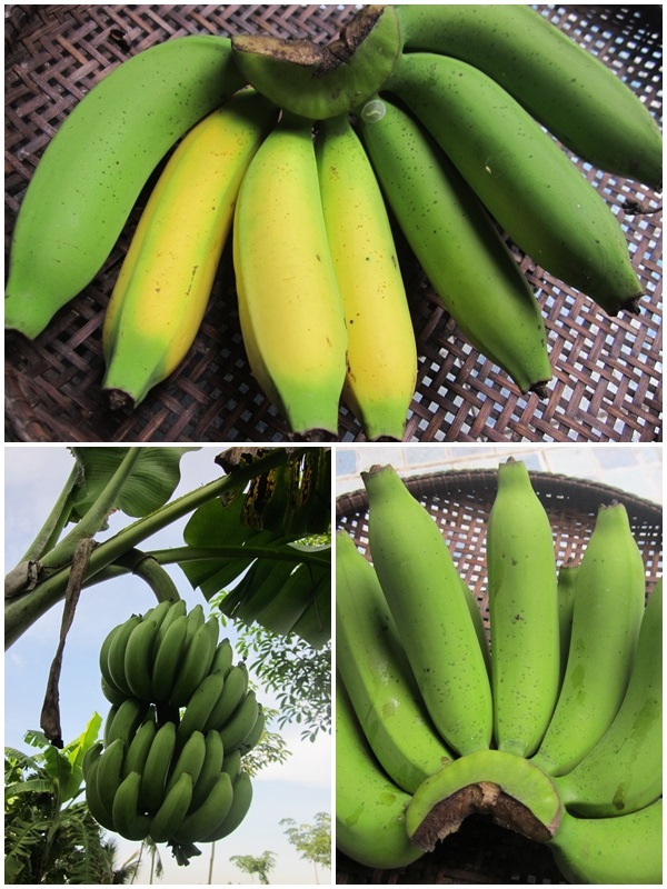 หน่อกล้วยหอมทอง | สวนควนยาง - โคกโพธิ์ ปัตตานี