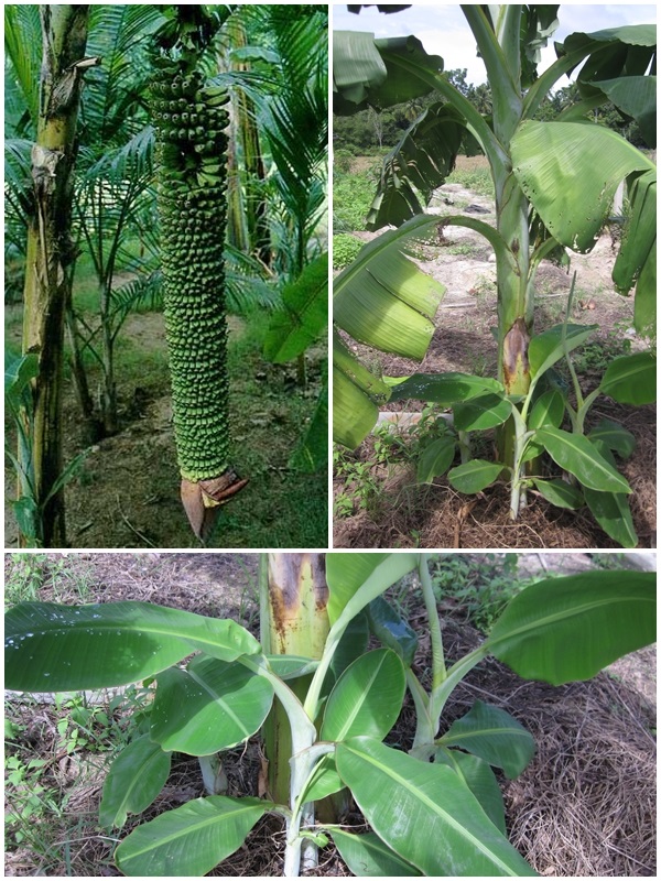หน่อกล้วยร้อยหวี | สวนควนยาง - โคกโพธิ์ ปัตตานี