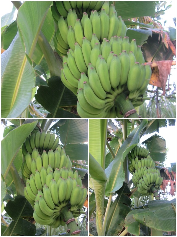 กล้วยระวะ | สวนควนยาง - โคกโพธิ์ ปัตตานี