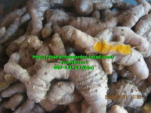 ว่านนางคำ Curcuma aromatica   Salisb.