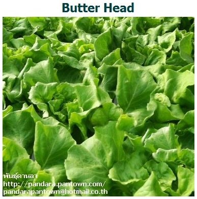 Butter Head | พันธุ์ดาหลา - เมืองเชียงใหม่ เชียงใหม่