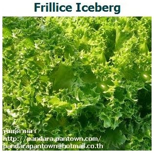 Frillice Iceberg | พันธุ์ดาหลา - เมืองเชียงใหม่ เชียงใหม่