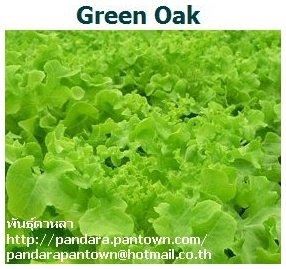 Green Oak | พันธุ์ดาหลา - เมืองเชียงใหม่ เชียงใหม่