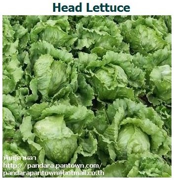 Head Lettuce | พันธุ์ดาหลา -  