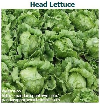 Head Lettuce