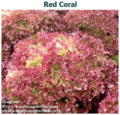 Red Coral | พันธุ์ดาหลา -  
