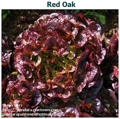 Red Oak | พันธุ์ดาหลา - เมืองเชียงใหม่ เชียงใหม่