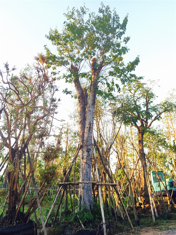 ต้นหมากเค็ง | ทวีพันธ์ไม้ -  ปราจีนบุรี