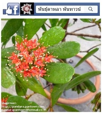 ฝาดดอกแดง