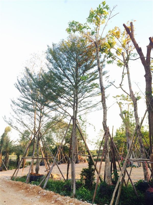 ต้นหูกระจง | ทวีพันธ์ไม้ -  ปราจีนบุรี