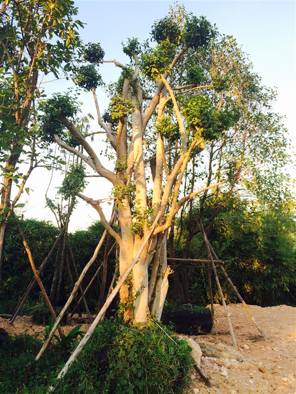 ต้นข่อย | ทวีพันธ์ไม้ -  ปราจีนบุรี
