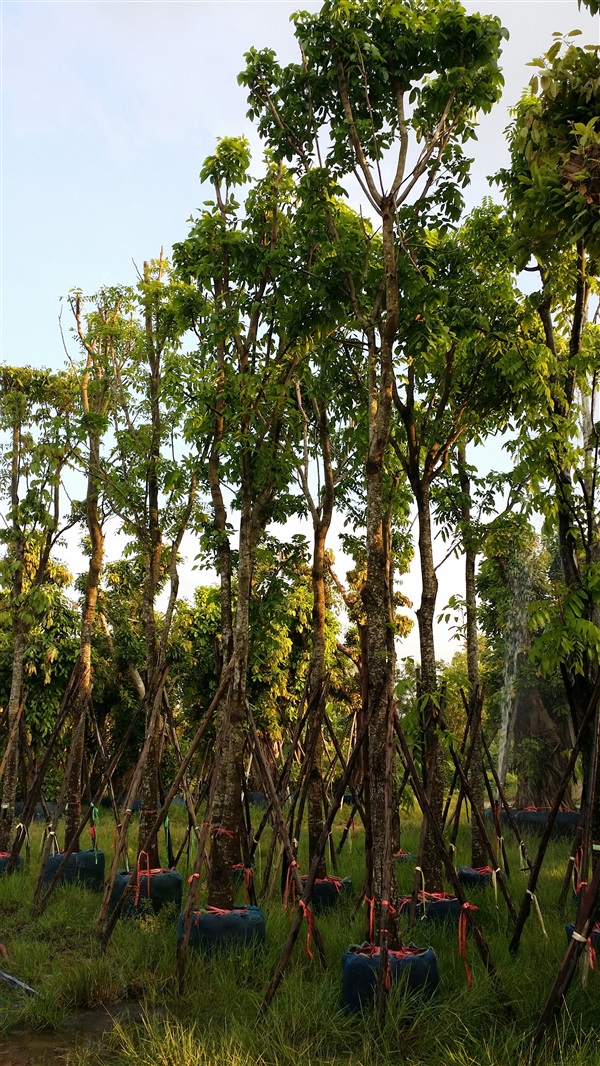 ต้นมะฮอกกานี | สวนปลายน้ำ -  นครนายก