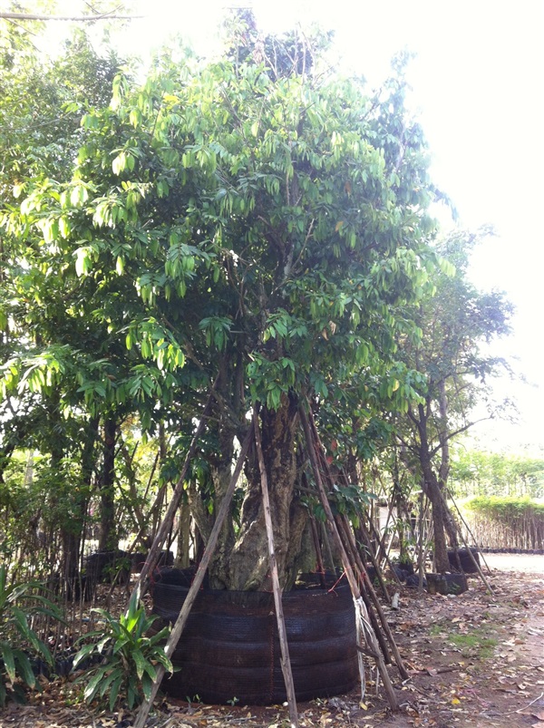 ต้นชุมแสง | สวนทวี - เมืองปราจีนบุรี ปราจีนบุรี