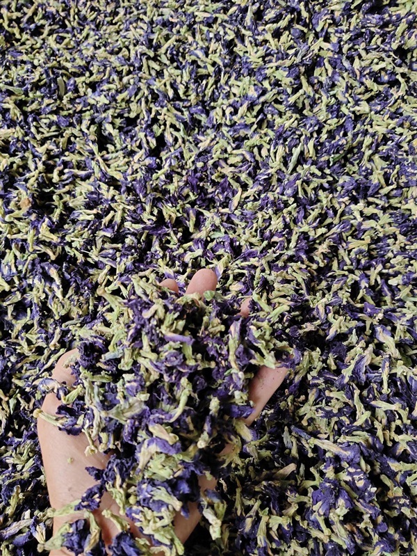Dried Butterfly Pea Flower Tea From Thailand | butterflypea5 - ศรีสำโรง สุโขทัย