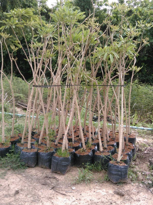 ต้นเหลืองสิรินธร, ต้นเหลืองปรีดียาธร, ตาเบบูย่าเหลือง | บ้านสวน การ์เด้น - บางแพ ราชบุรี
