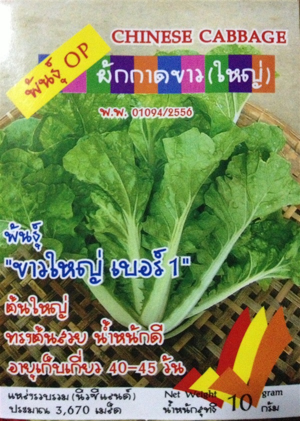 ผักกาดขาวใหญ่ CHINESE CABBAGE | Anupong-Seed - โชคชัย นครราชสีมา