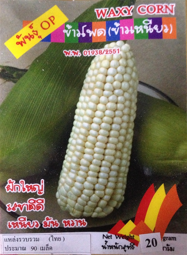 เมล็ดข้าวโพดข้าวเหนียว WAXY CORN