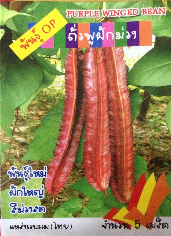 เมล็ดถั่วพูฝักม่วง PURPLE WINGED BEAN