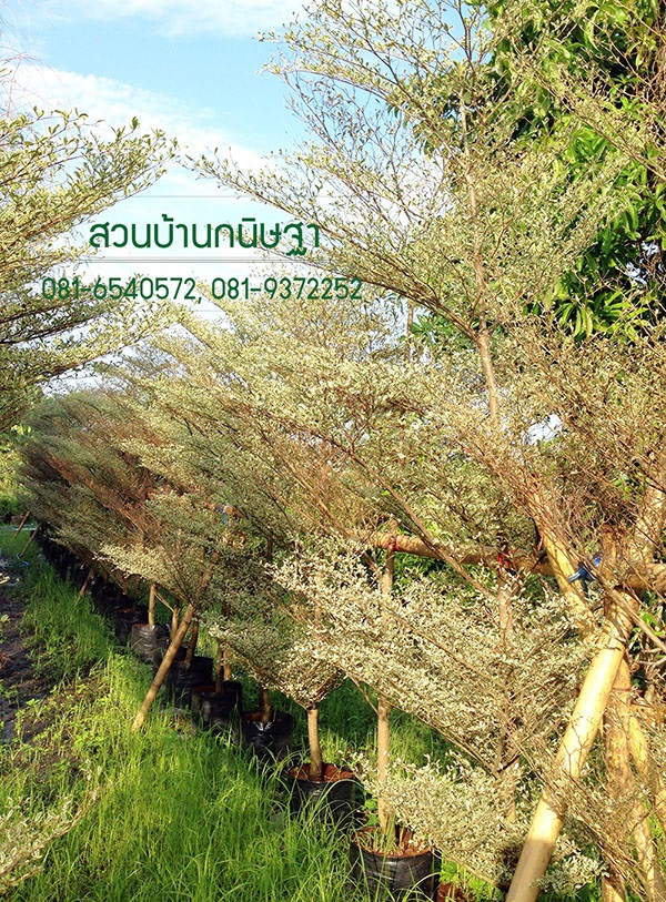 หูกระจงด่าง |  สวนบ้านกนิษฐา คลอง 15 - องครักษ์ นครนายก