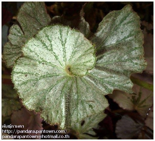 Begonia