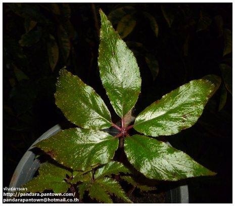 Begonia