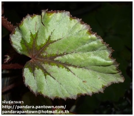 Begonia