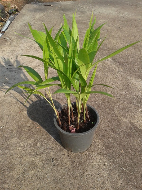 เยอรมันเขียว (Manila Palm)