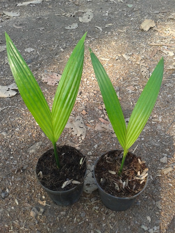 หมากเตี้ย,หมากสงแคระ (Areca catechu Dwarf.) | พล้านท์อินเตอร์เทรด - คลองหลวง ปทุมธานี