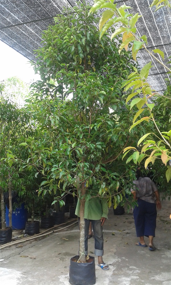 ต้นพิกุล ฟอร์มสวย มีบริการปลูกฟรีค่ะ | สวนไม้ไทย - บางบัวทอง นนทบุรี