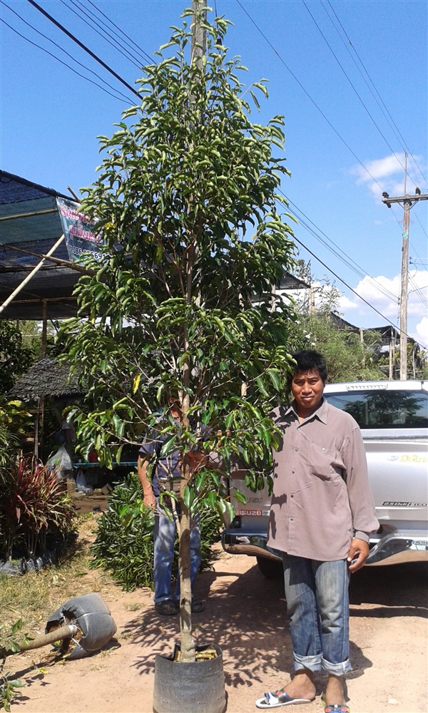 ต้นพิกุล / ปลูกฟรีจ้า | สวนไม้ไทย - บางบัวทอง นนทบุรี