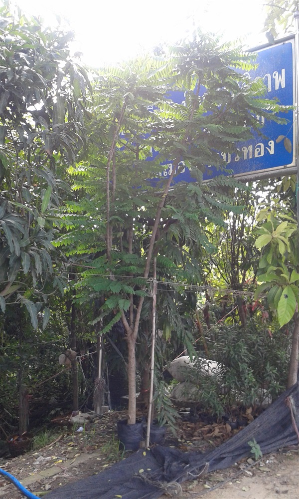 ต้นมะยม ฟอร์มสวย | สวนไม้ไทย - บางบัวทอง นนทบุรี