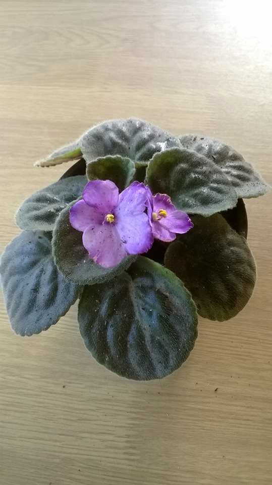 African violet | African Violet - เขาคิชฌกูฏ จันทบุรี