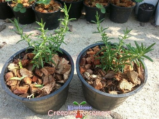 Creeping Rosemary | MAomblooms - แม่เมาะ ลำปาง