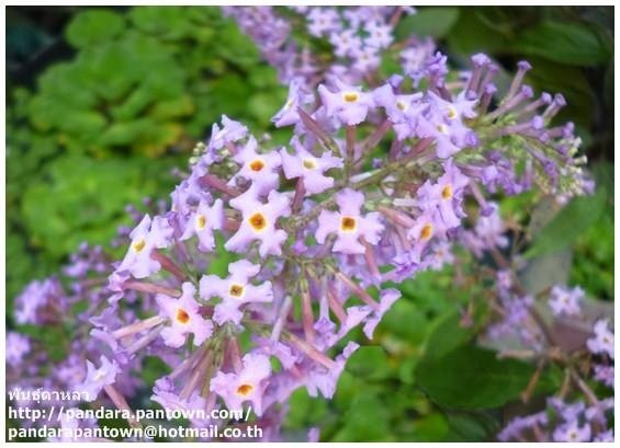 Butterfly bush violet ดอกหอม