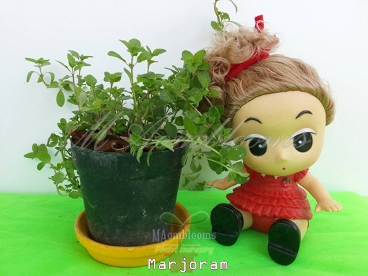 Marjoram | MAomblooms - แม่เมาะ ลำปาง