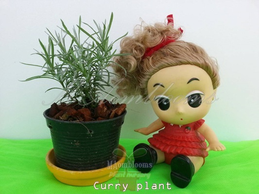 Curry plant | MAomblooms - แม่เมาะ ลำปาง