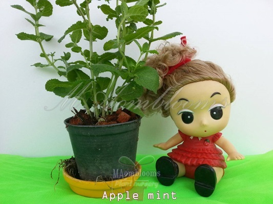 Apple mint | MAomblooms - แม่เมาะ ลำปาง