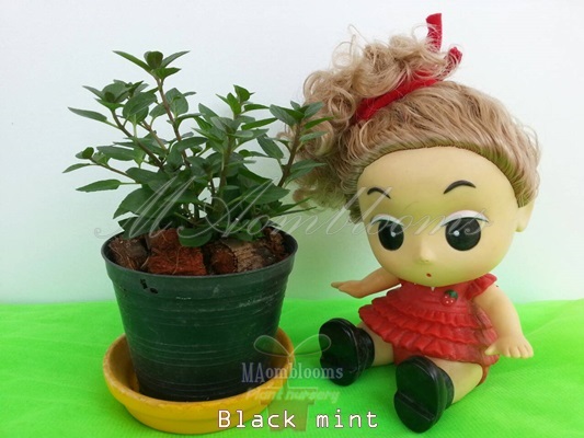 Black mint หรือ Chocolate mint | MAomblooms - แม่เมาะ ลำปาง