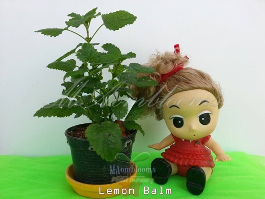 Lemon Balm | MAomblooms - แม่เมาะ ลำปาง