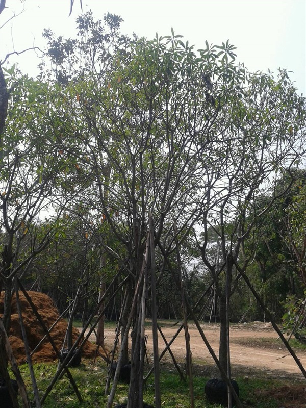 ต้นตีนเป็ดน้ำ | สวนไม้สวย -  สระบุรี
