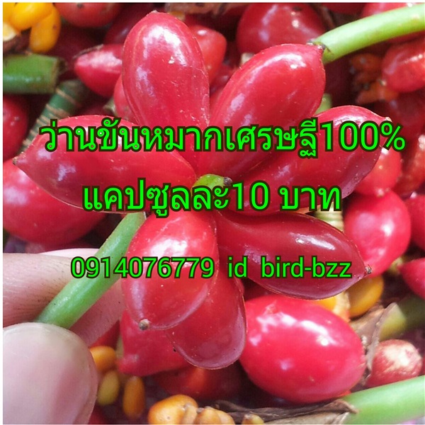 ว่านขันหมากเศรษฐี100% | สามร้อยยอด - สามร้อยยอด ประจวบคีรีขันธ์