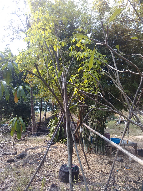ต้นเหลืองอินเดีย | สวนไม้สวย -  สระบุรี