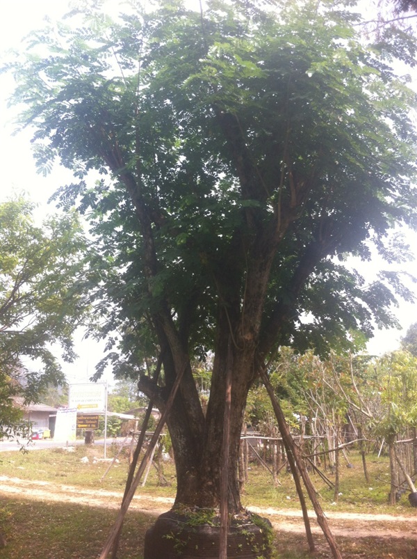 ต้นจามจุรี | สวนไม้สวย -  สระบุรี