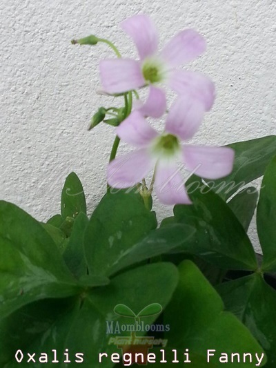 Oxalis regnelli fanny | MAomblooms - แม่เมาะ ลำปาง